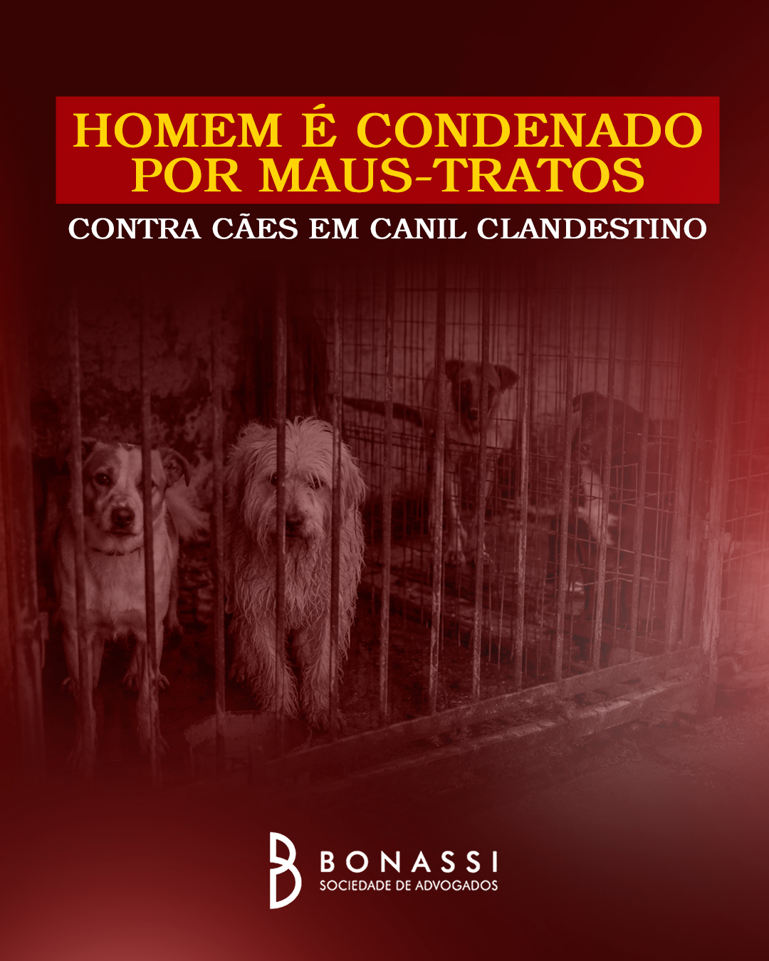 A 14ª Câmara de Direito Criminal do Tribunal de Justiça de São Paulo manteve, em parte, decisão da 1ª Vara Criminal de Araraquara que condenou um homem por maus-tratos a animais. A pena foi redimensionada para dois anos e seis meses de reclusão, em regime inicial aberto, além de multa e da proibição de manter guarda de animais pelo mesmo período.

Segundo os autos, o acusado mantinha um canil clandestino, destinado à comercialização de cães. Após denúncias, a Polícia Militar Ambiental constatou que quatro animais tiveram as orelhas mutiladas por meio de procedimento conhecido como conchectomia.

Em seu voto, o relator Freire Teotônio afastou o pedido de absolvição por...

Leia o texto completo em: https://www.tjsp.jus.br/Noticias/Noticia?codigoNoticia=114664&pagina=2

Nós somos a Bonassi | Sociedade de Advogados!

📍 Av. Dona Francisca, 534 - Vila Rezende

📞 (19) 3421.0211

#advocacia #direitoempresarial #direitodotrabalho #direitocivil #amodireito #piracicaba #bonassiadvogados #direitodoconsumidor #direitodotrabalhador #direitoprevidenciário